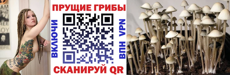 Псилоцибиновые грибы мицелий  Пучеж 